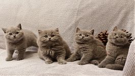 Vrh "T" Velvet Tiger*CZ%2C zleva%3A Tobby%2C Tammy%2C Terry%2C Tiny