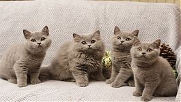 Vrh "T" Velvet Tiger*CZ - 3 - měsíce%2C zleva%3A Tobby%2C Tammy%2C Terry%2C Tiny