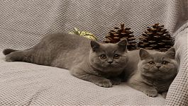 Vrh "U" Velvet Tiger*CZ - 3 měsíce%2C zleva%3A Urias%2C Unity